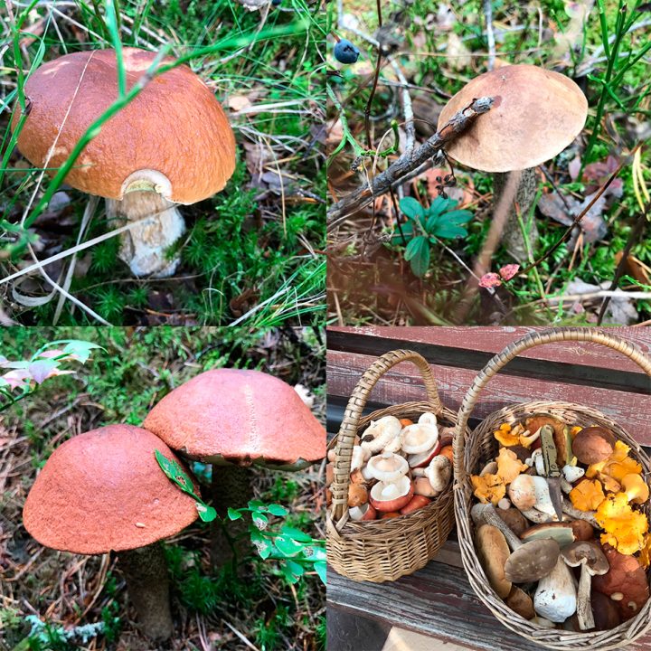 грибы в Новосибирске 2019, осенняя картина из 5 отзывов