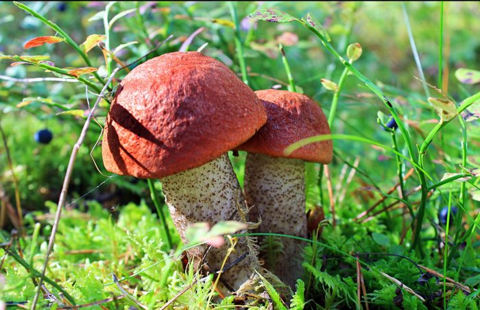 Какие грибы пошли в Новосибирской области