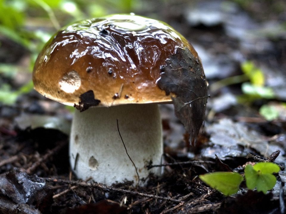 изображение белого гриба или подосиновика