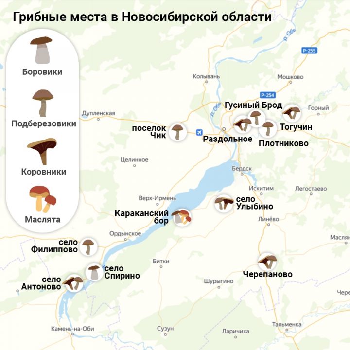 расположение грибов на карте Новосибирска 2021, фото 1