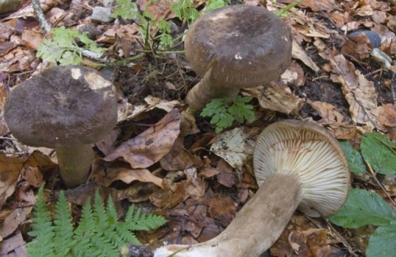 ядовитые и несъедобные грибы фото 5