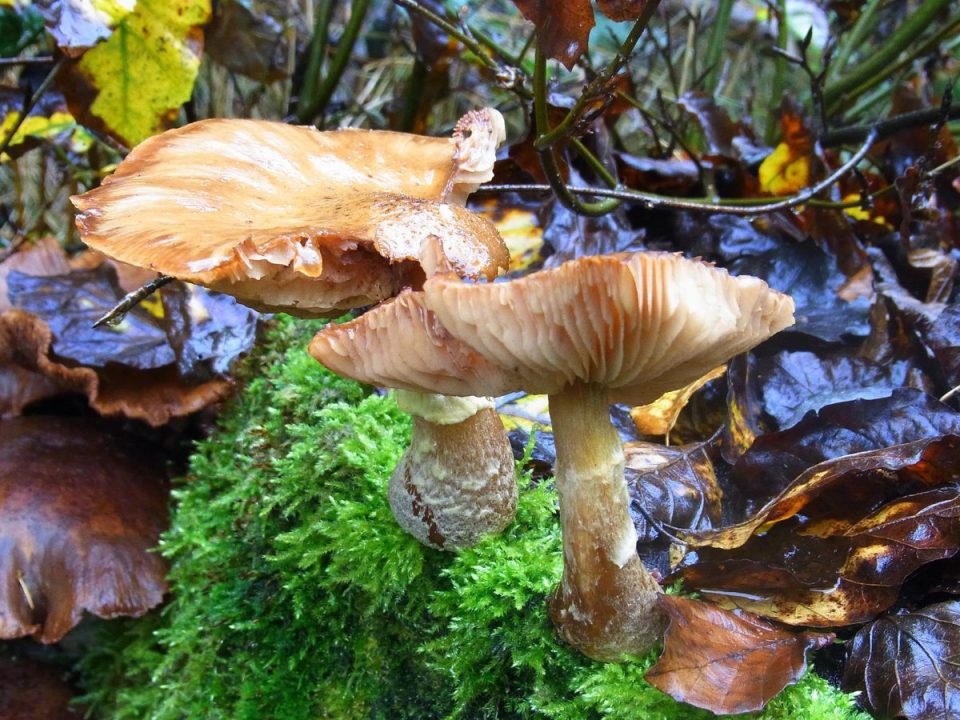 какие грибы водятся и активно растут в рязани фото 1
