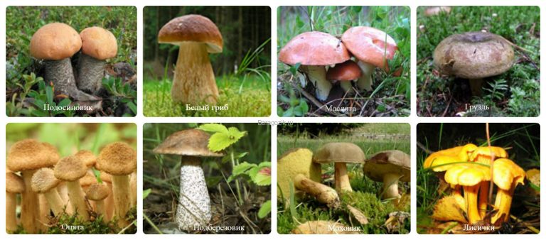 какие грибы водятся и активно растут в рязани фото 2