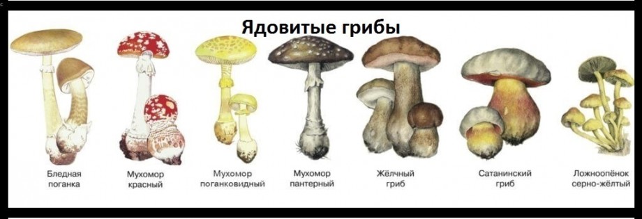 ядовитый гриб в Самарской области