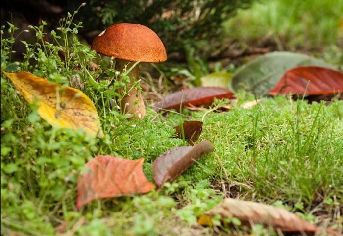 Есть ли грибы в Ульяновской области