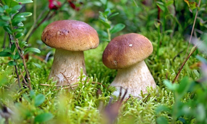 Грибы Забайкалья 2022: местонахождение грибов, фото, съедобные и несъедобные названия
