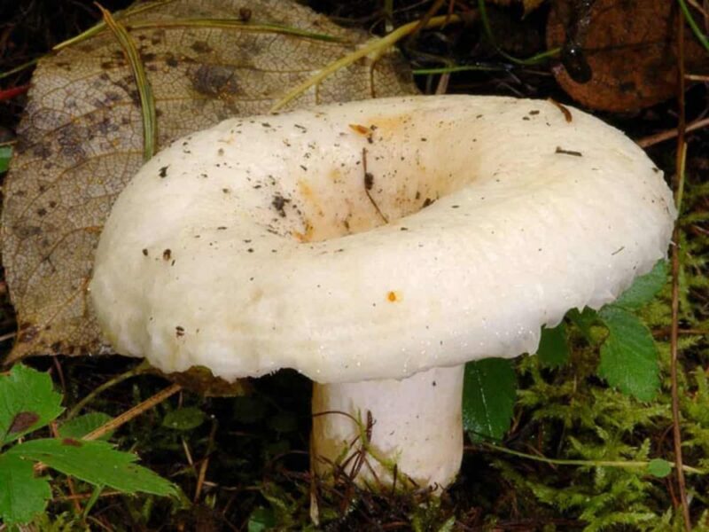 Какие съедобные грибы можно собрать в Подмосковье