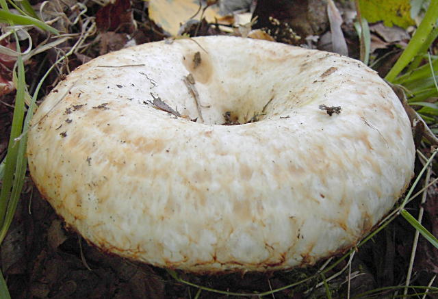 бахромчатый гриб