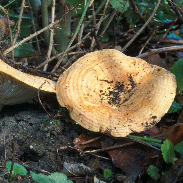 дубовый гриб растет в дубравах и лиственных лесах