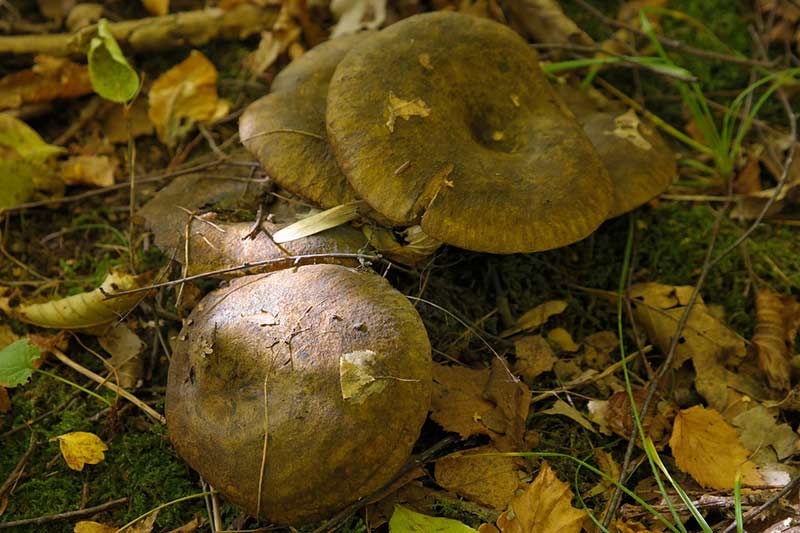 Черный гриб, Ленинградская область