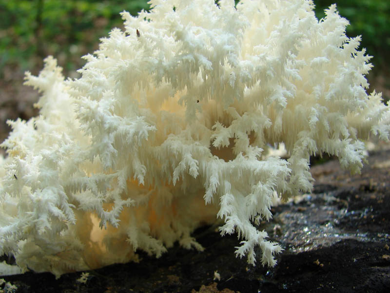 Описание фото ежа кораллового вида (Hericium coralloides