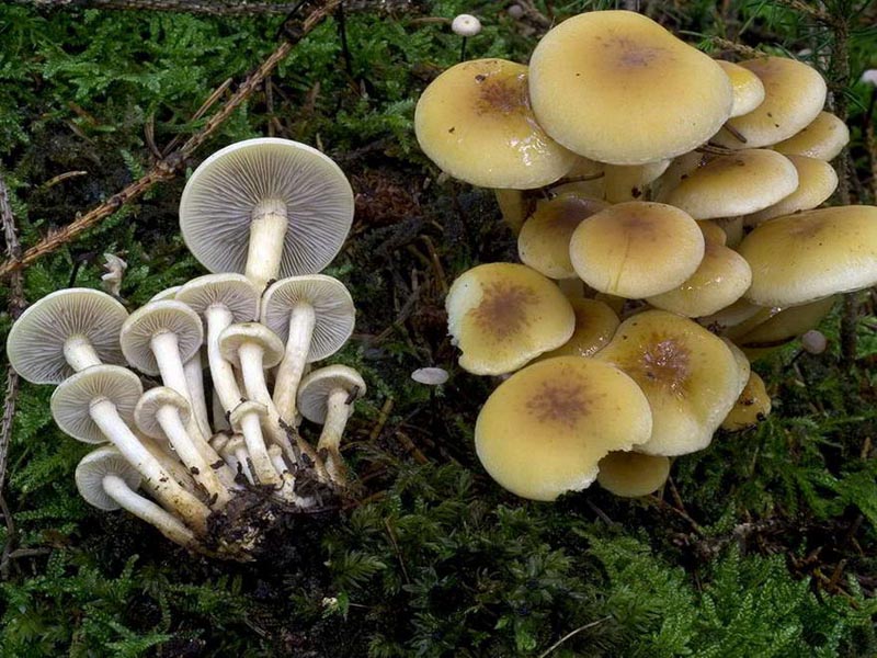 Как отличить поддельные грибы от настоящих, как они выглядят