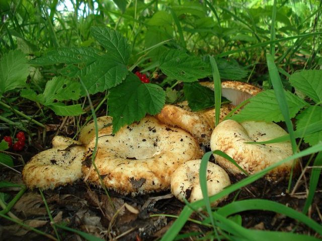 Сколько времени растут грибы белые после дождя