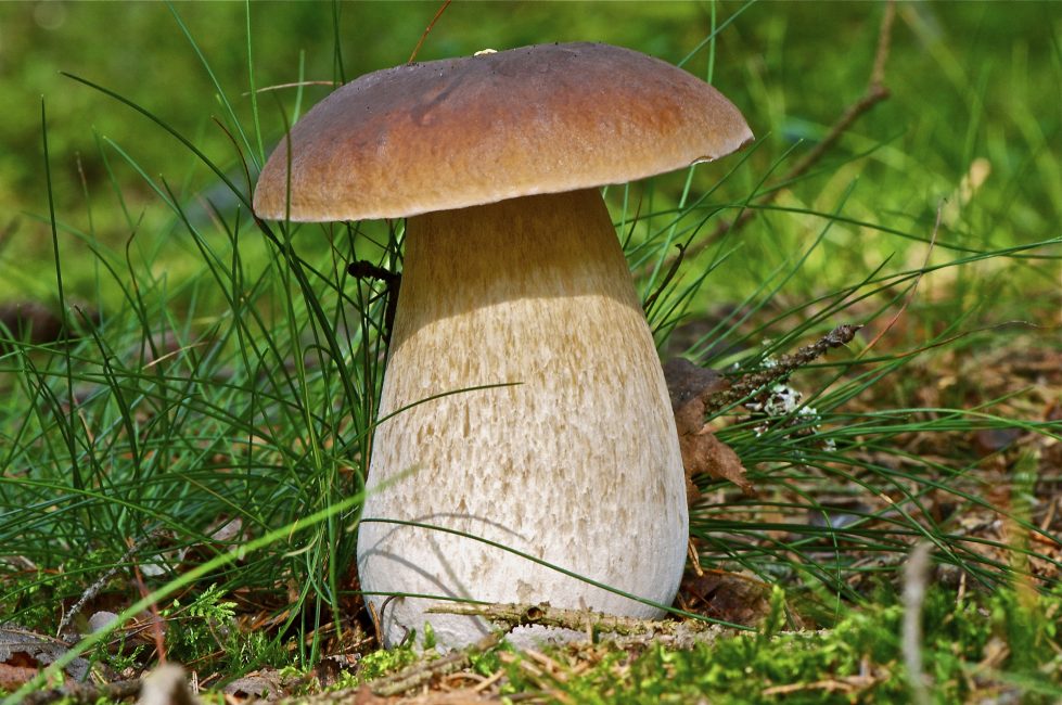 Съедобные и несъедобные грибы: 16 видов - KRROT.net
