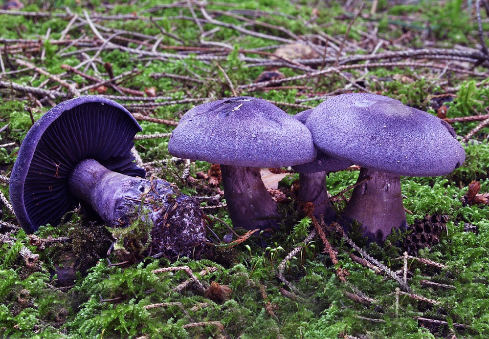 Паутинник пурпурный, или фиолетовый (лат. Cortinárius violáceus)
