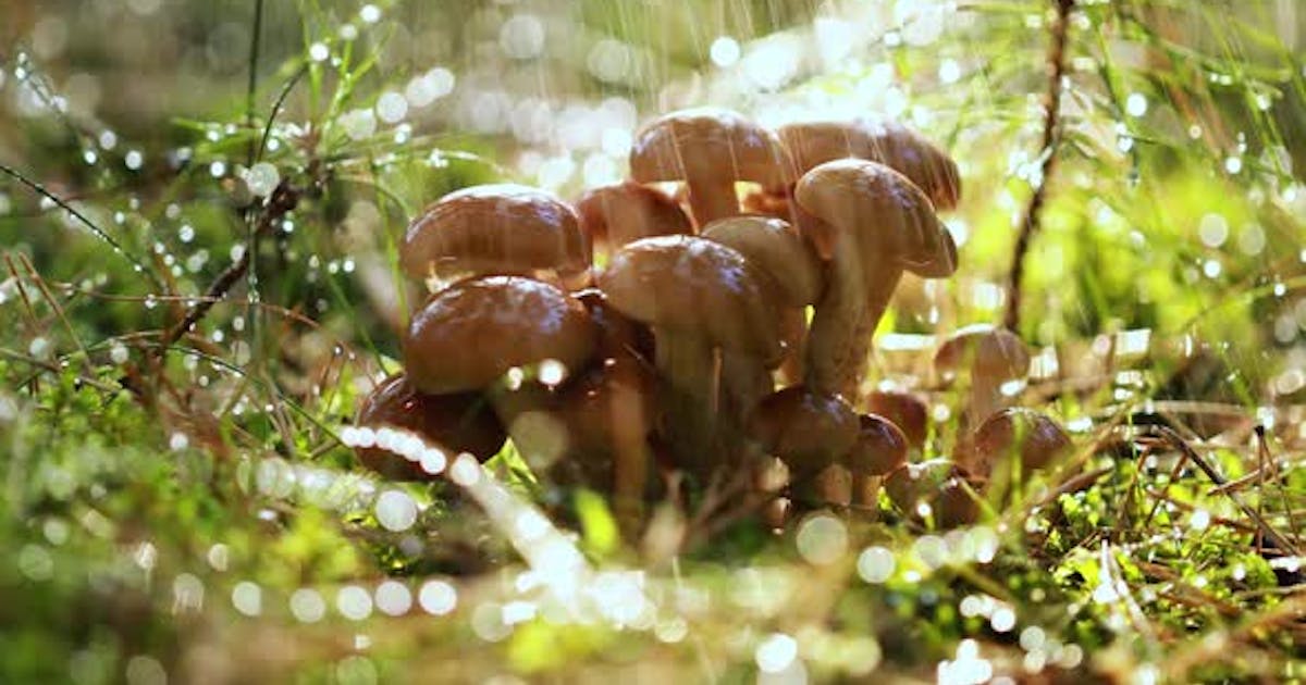 Грибы опята Armillaria в солнечном лесу под дождем от cookelma on Envato Elements