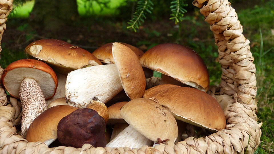 К чему снится собирать грибы: толкование снов про грибы