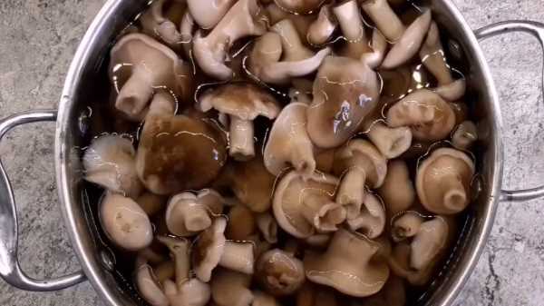 Как и сколько варить рад грибы