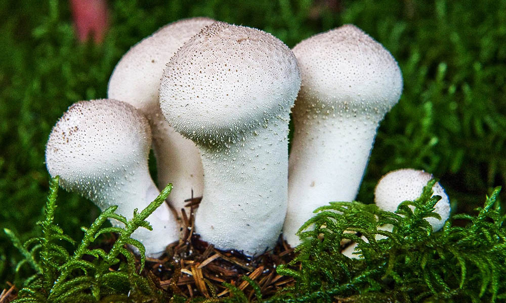 Съедобные грибы: дождевик