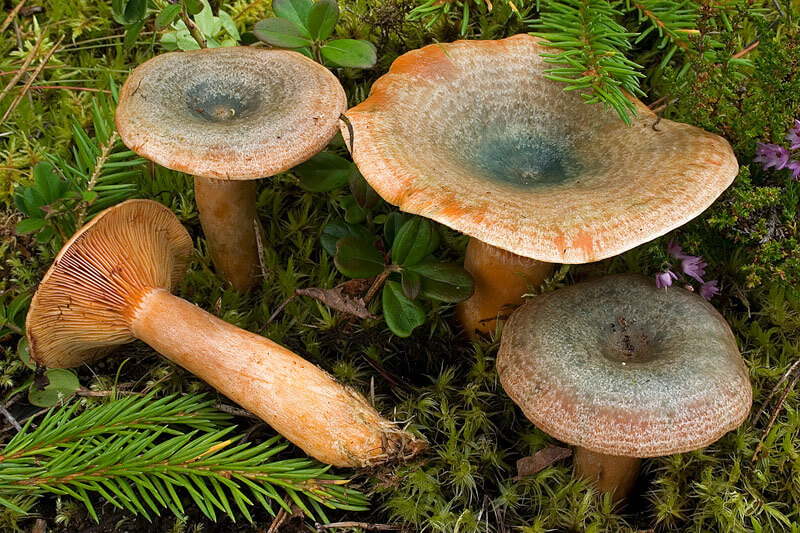 Описание грибов рыжиков с фото: где растут и как выглядят виды...