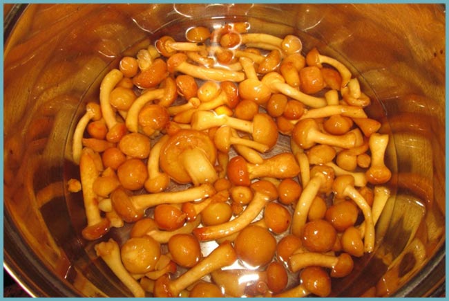 Заготовка грибов на зиму: рецепты соления, сушки, маринования, приготовления икры и приготовления замороженных грибов + фото