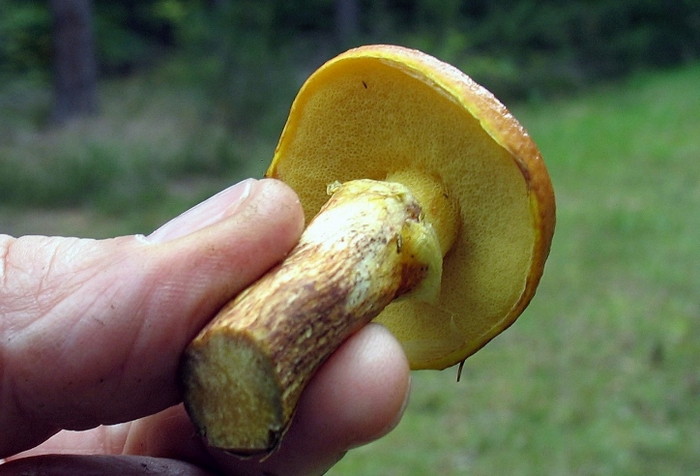 трубчатые грибы для сушки