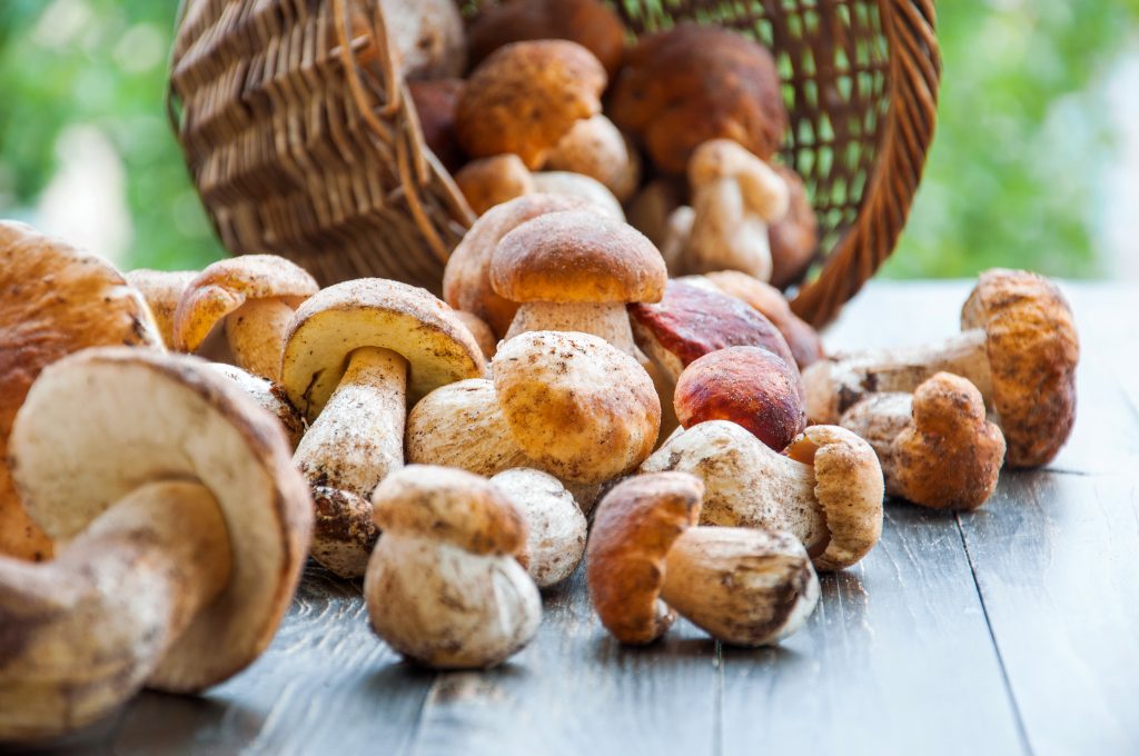 Какие витамины есть в грибах