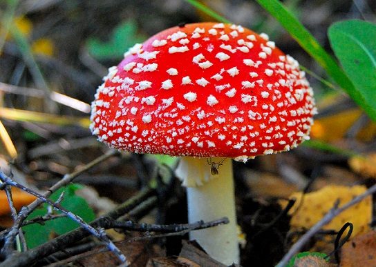 Какие грибы растут в Иркутской области