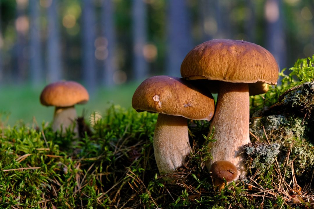 Как приготовить белые грибы - пошаговый рецепт: лучшие способы приготовления