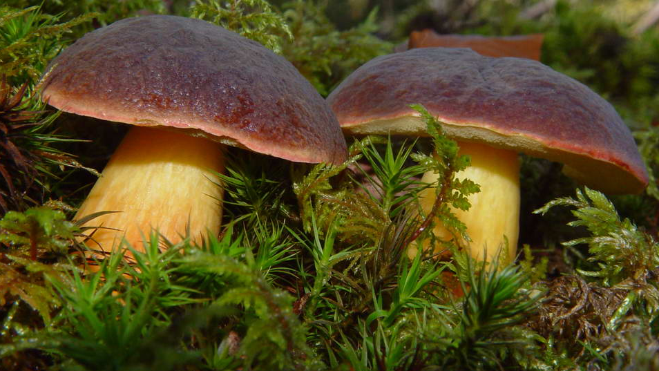 Польские грибы: черты любимца грибника | садовники