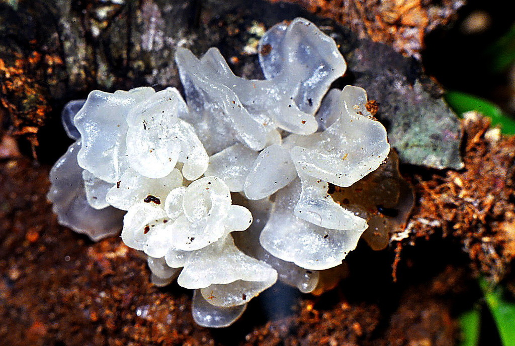 Snow Fungus (Tremella fuciformis) · iNaturalist