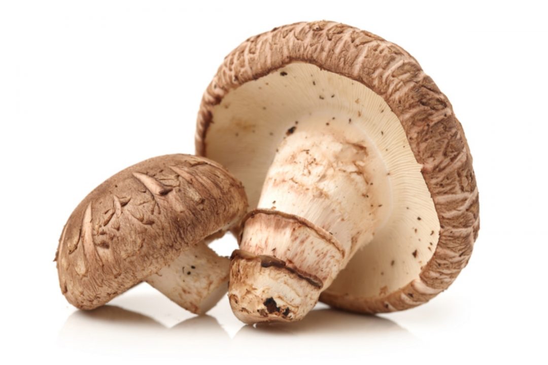 Рейтинг самых вкусных грибов