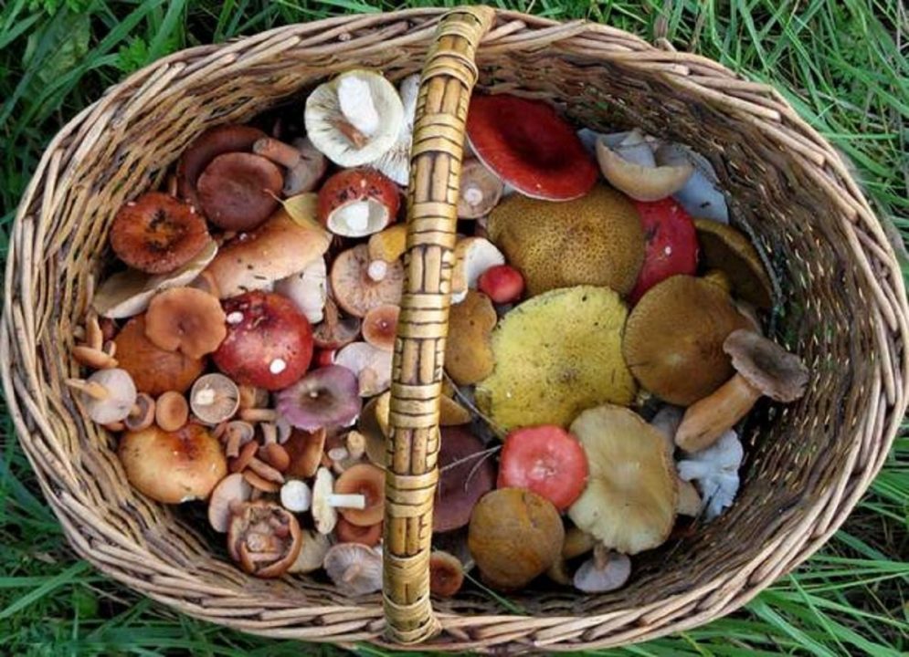 Какой лесной гриб считается самым полезным | НОВОСТИ