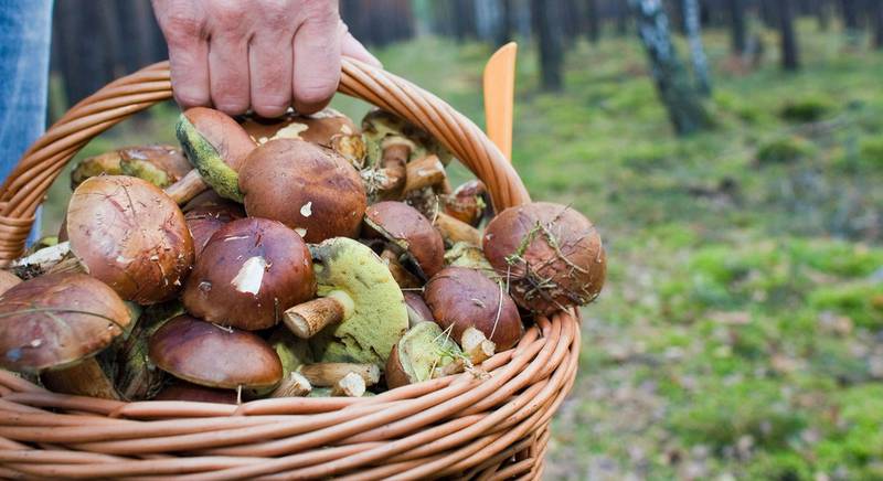 Как сушить грибы: подготовка, сушка и хранение шампиньонов | садовники