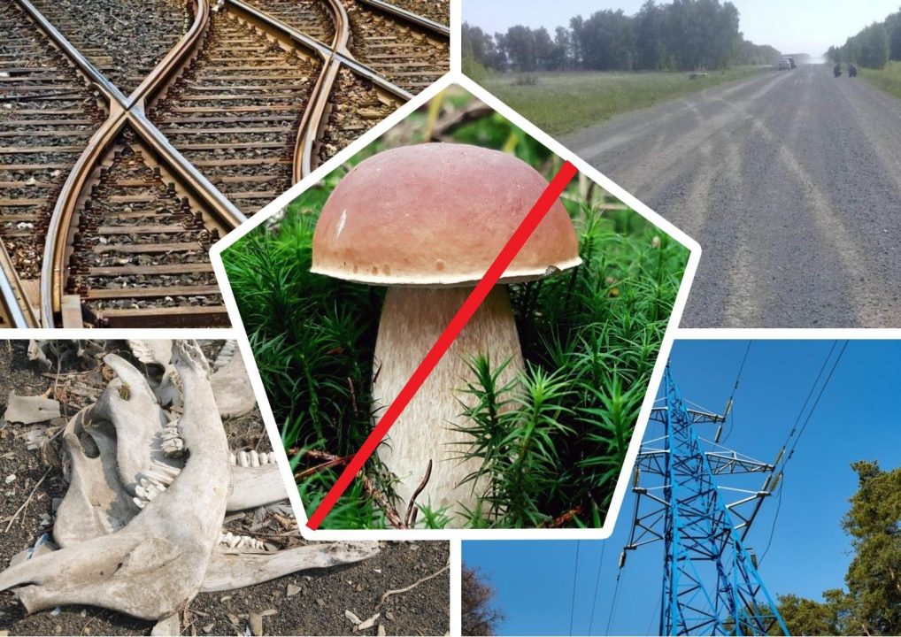 Где нельзя собирать грибы под Новосибирском летом 2021 года | 2 июля 2021 - Новости Mail.ru