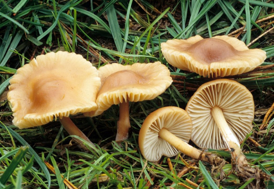 Луговой гриб (Marasmius oreades): фото, описание, как сделать грибы и как отличить их от ложных близнецов