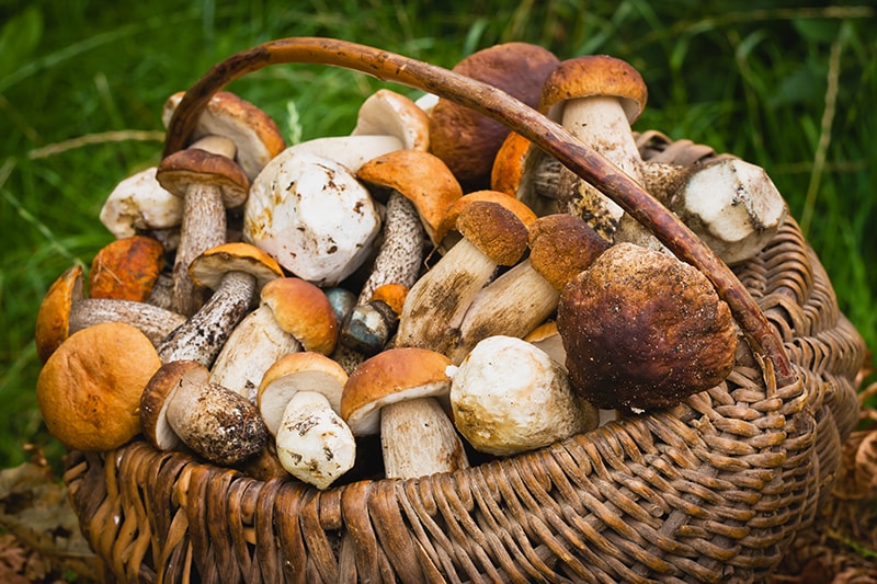 Какие грибы растут в Минской области | образ жизни | Новости Селдона
