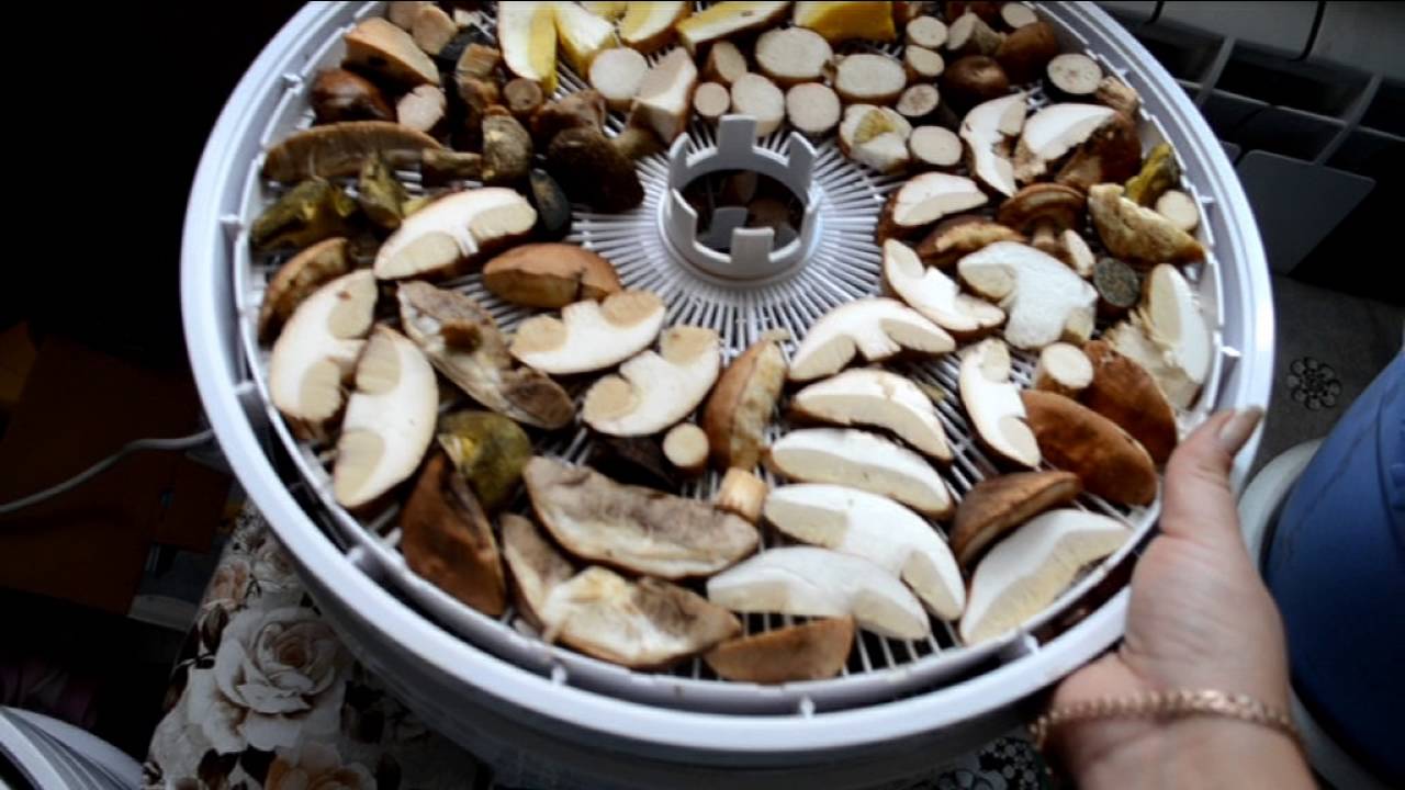Сушка грибов в сушилке Ezidri FD-1000 - YouTube