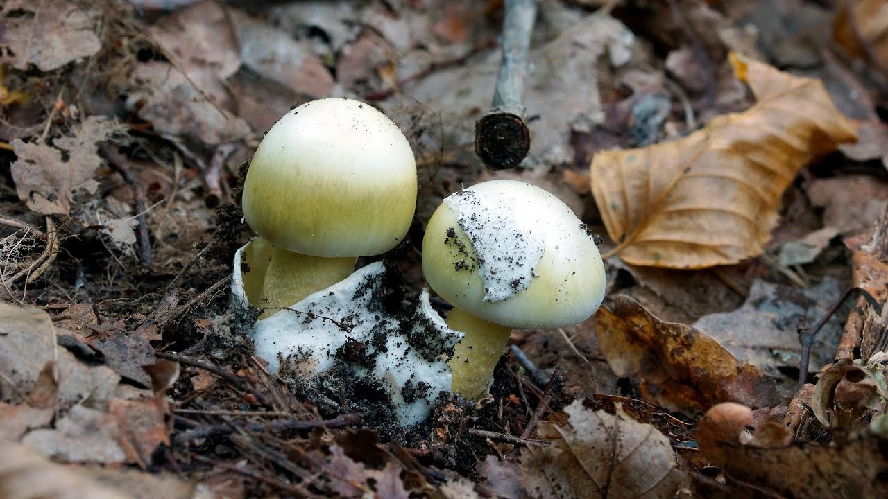 Щавель бледный (Amanita phalloides) — смертельно ядовитый гриб! - YouTube