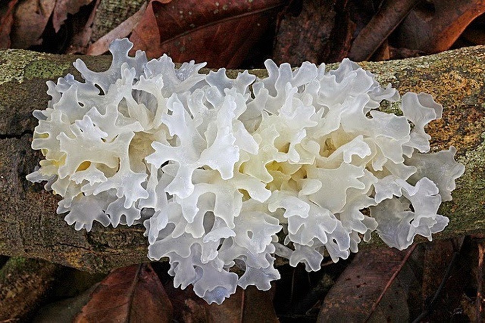 Ледяной гриб (Tremella fuciformis), снежный или Fucus tremella: рецепты, польза и вред