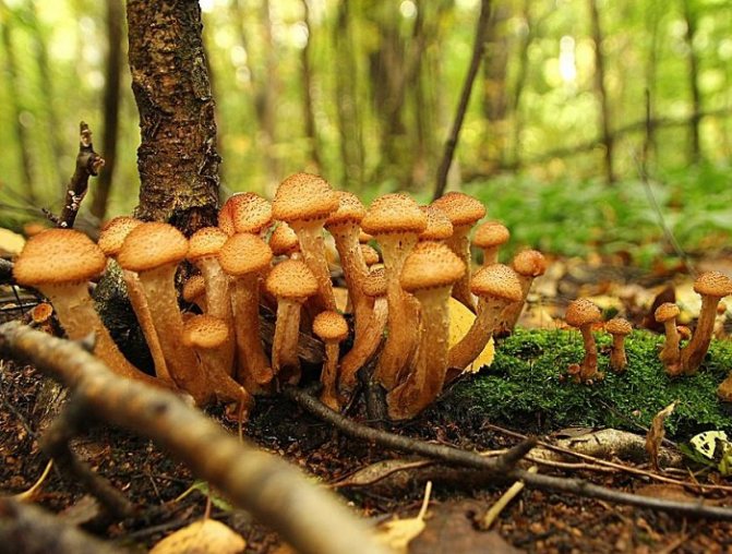 Грибы в Липецкой области на 2021: грибные места