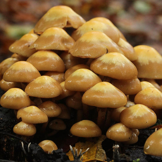 летние грибы