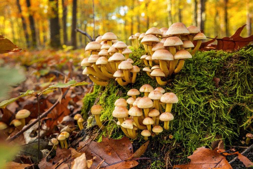 Осенний гриб: описание, фото