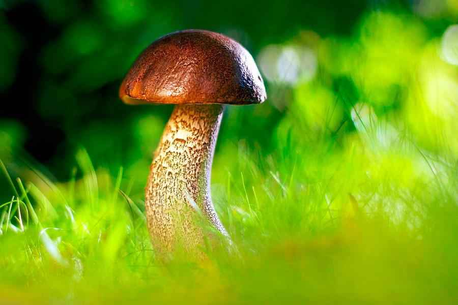 Почему грибы не растения и не животные? — Природа мира