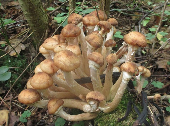 Физалакриевые съедобные грибы или нет