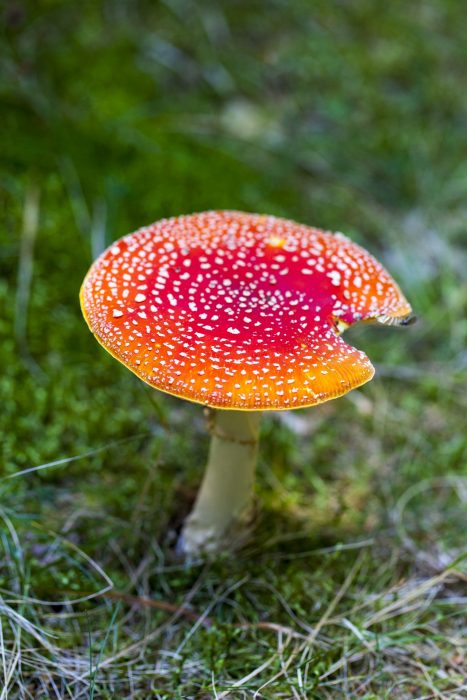 Аманитовые грибы