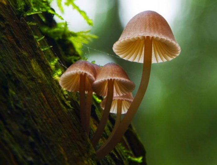 Особенности грибов сапротрофов