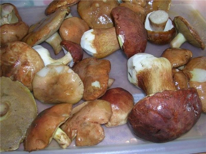 Правильные сроки хранения свежих грибов в холодильнике