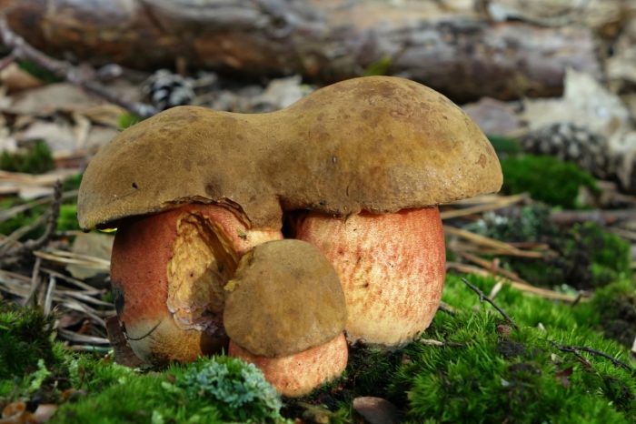 Что за грибы растут под дубом