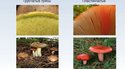 Чем трубчатые грибы отличаются от пластинчатых. Лисичка трубчатая или пластинчатая.